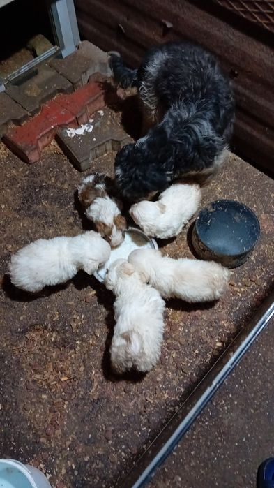 Bison maltez cu havanez