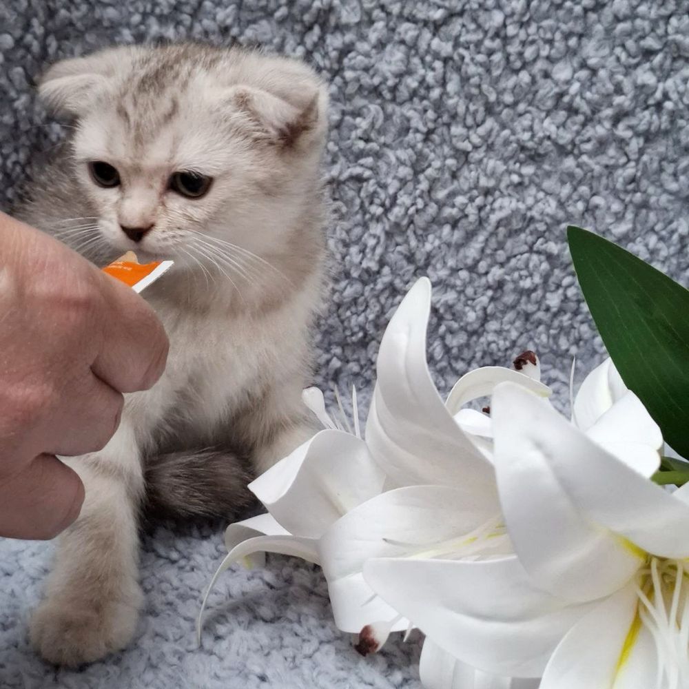 кошка скоттиш фолд