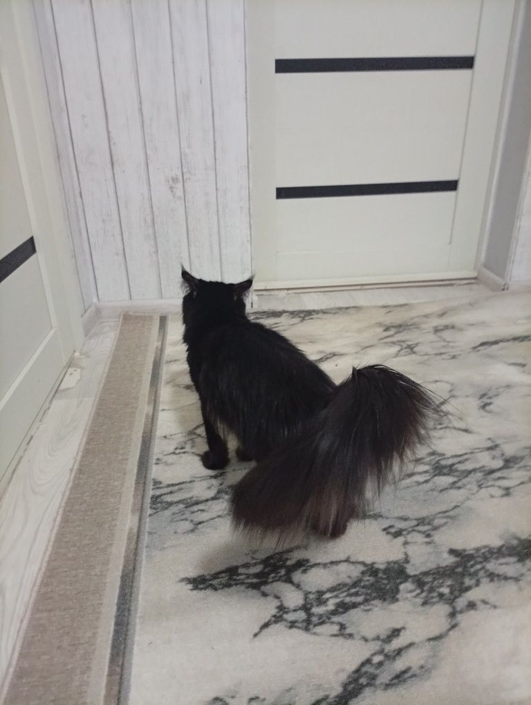 Вязка(кошка Мейн Кун)