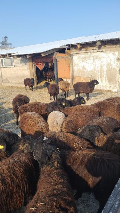 Продам токты матки