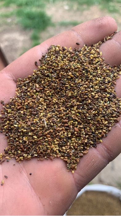 Vand goaza de samanta de lucerna