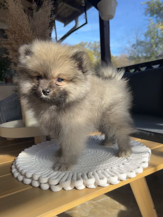 Pomeranian disponibil