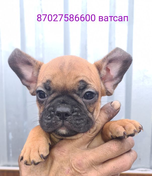 Продам щенков французского бульдога.