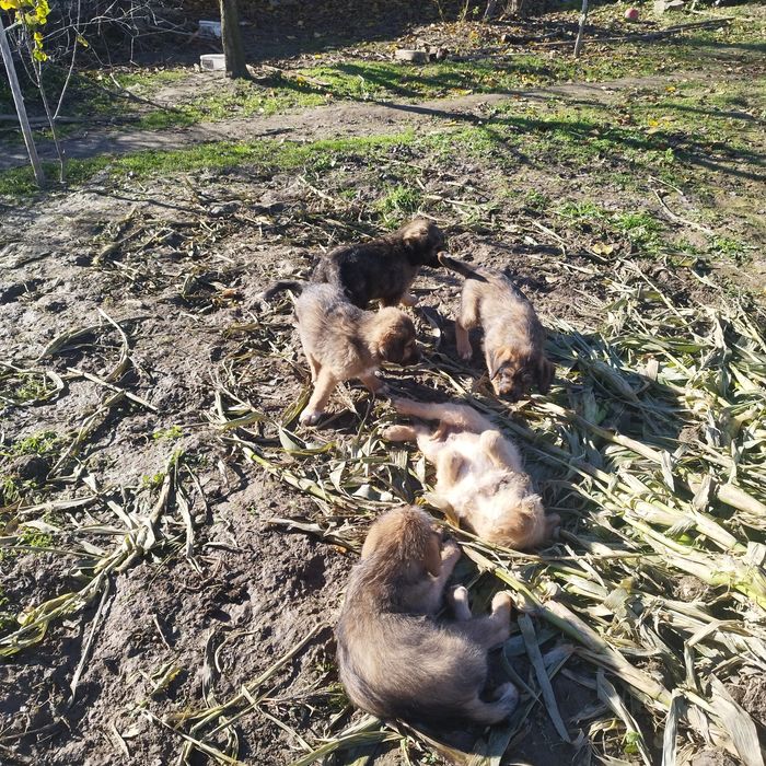 Подаряват се малки кученца!