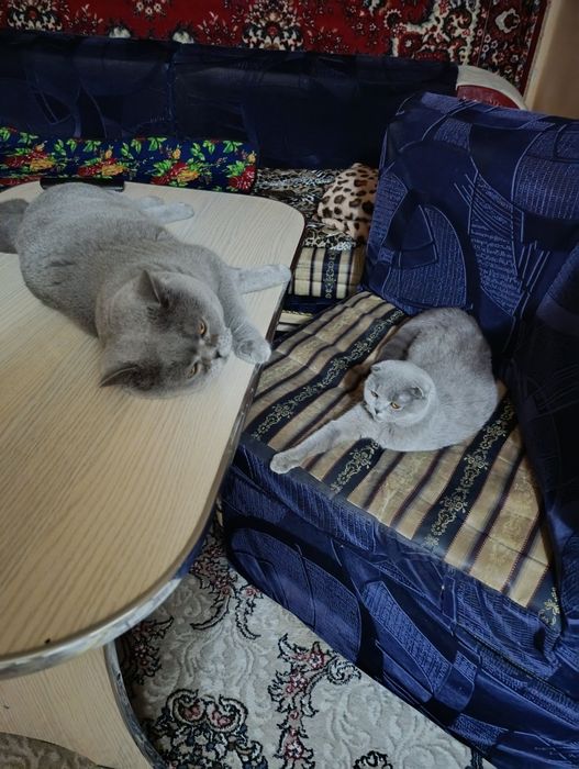 Британец чистокровный