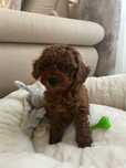 Catelus Pudel/Poodel-Caniche red roscat toy