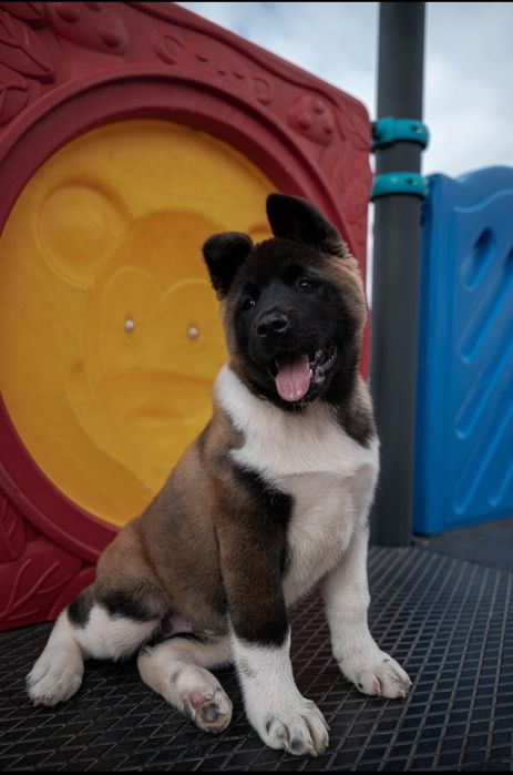 Femelă Akita American