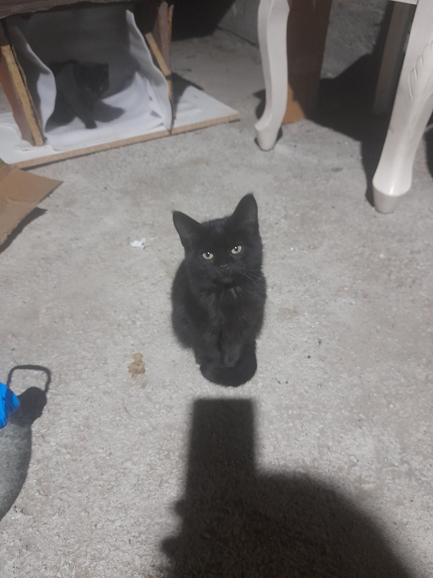Котята 4 мушкетера