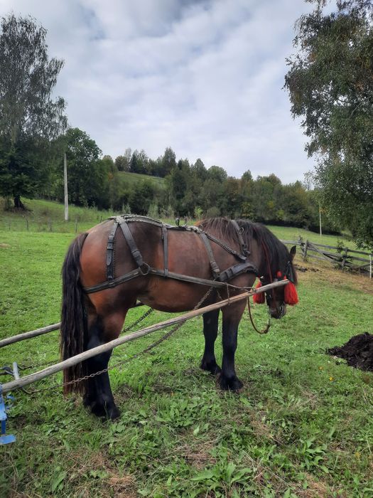 Vand armasar de 2 ani