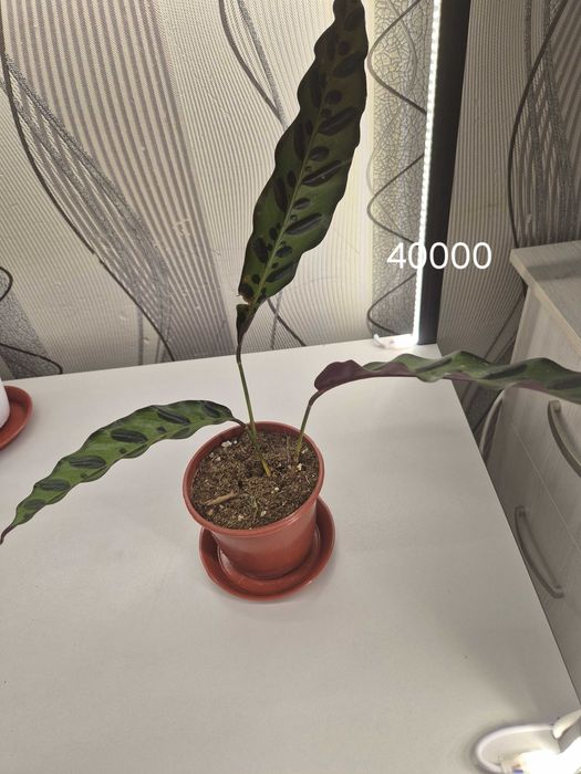 Продаётся комнатные цветы