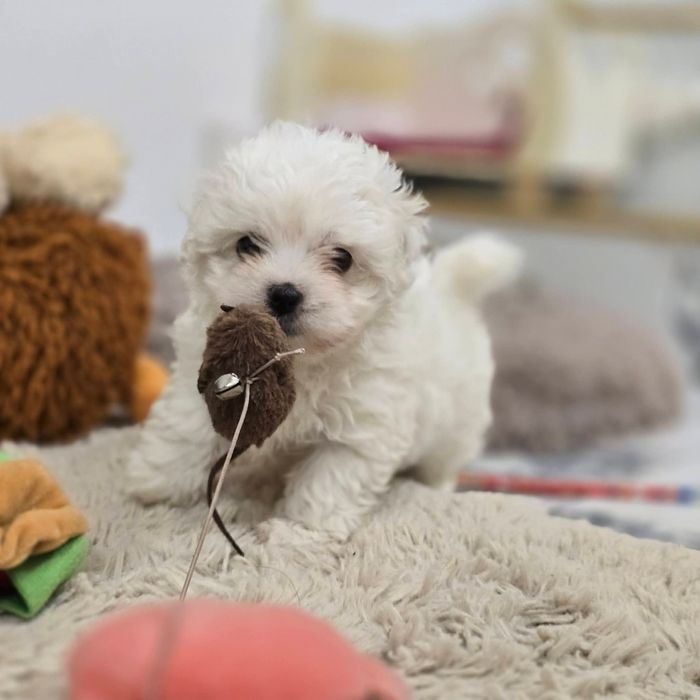 Bichon mini toy băiețel