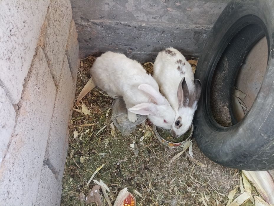 Киён сотилади  xazasi soglom