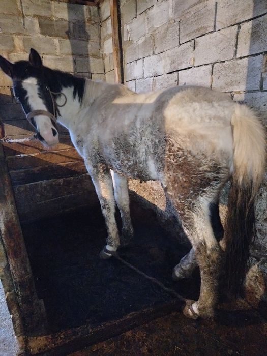 Еркек ТАЙ сатылады