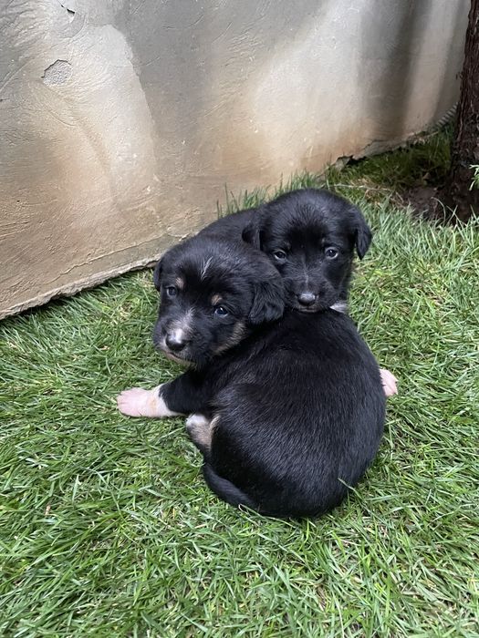 Spre Adoptie, 6 pui frumosi