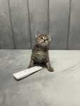 Котята 3 месяц мальчик, мушук
