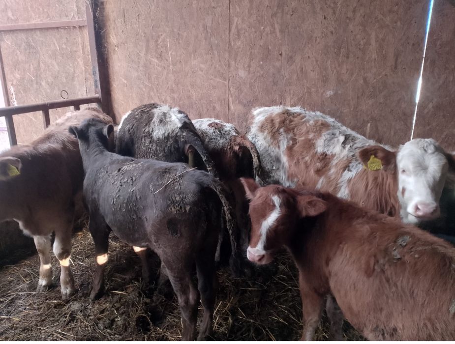 vând vitei rasa baltata romaneasca