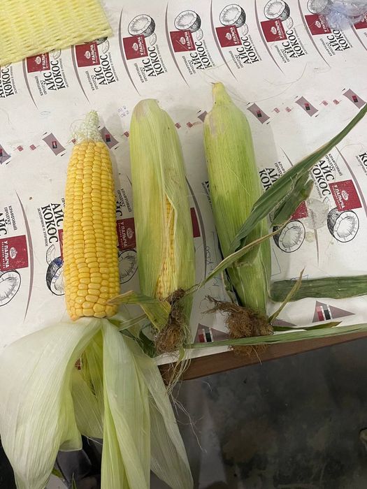 Ширин Макка! Сочная Кукуруза!