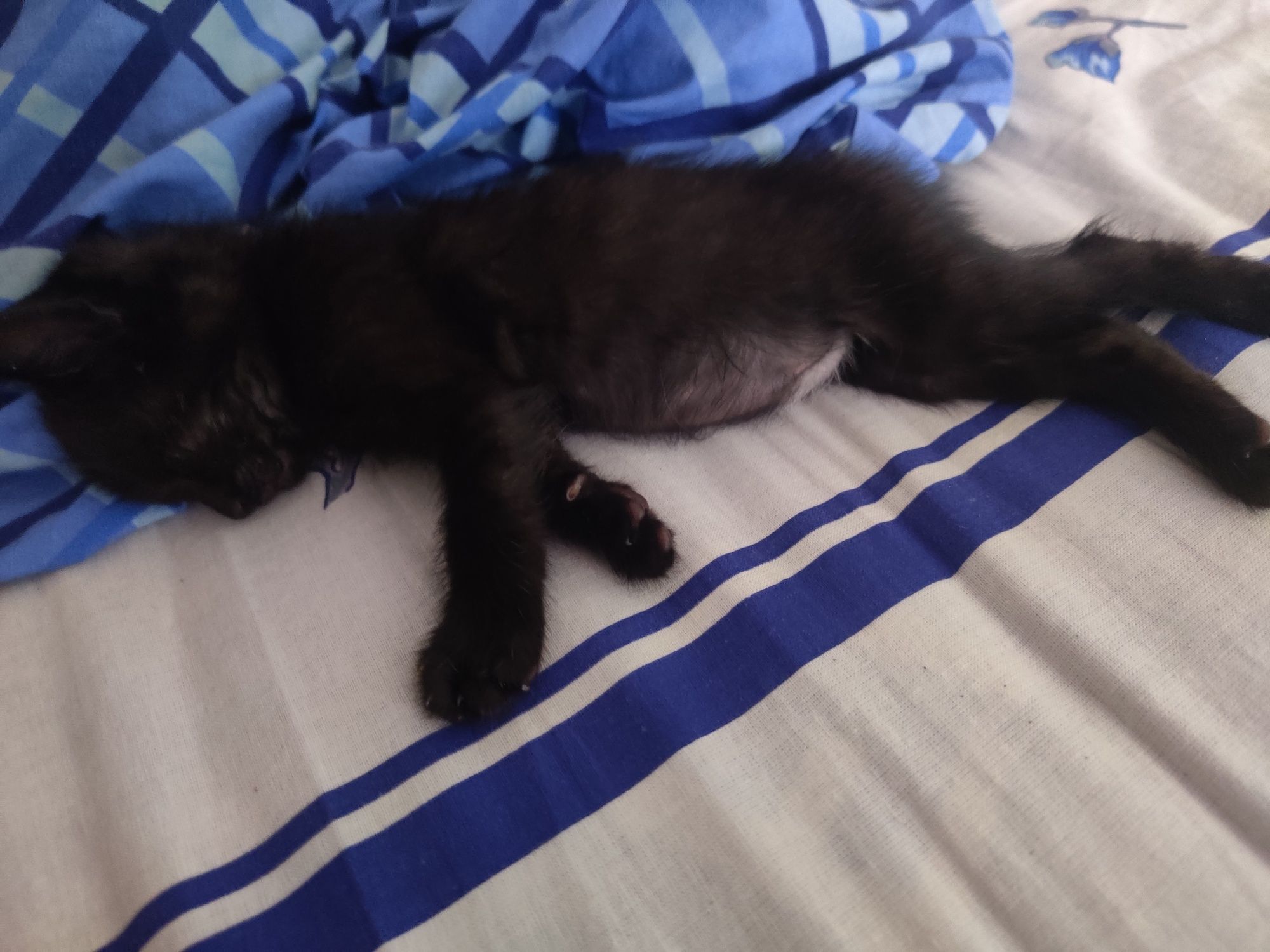 Бесплатно котенок