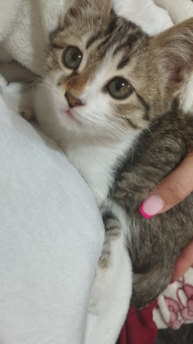 Отдам даром кошечку в добрые руки