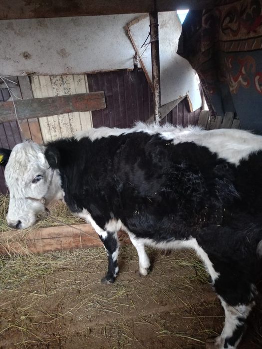 Семиз сыиыр сатылады