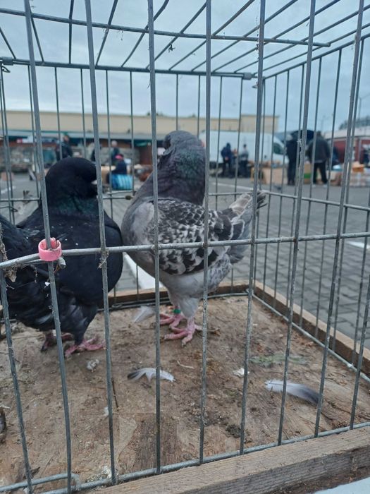 Porumbei kingi de vânzare