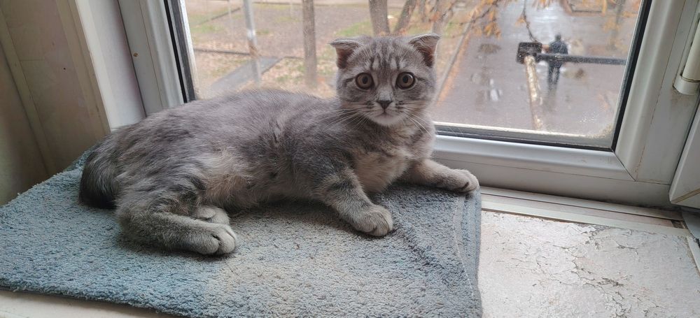 Продам вислоушку метиска британка с шотландским