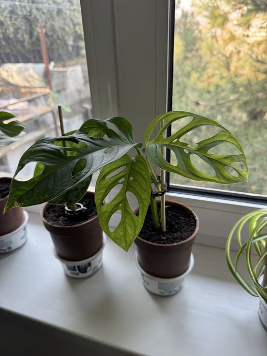 Monstera adansonii цветы