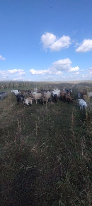 Caută alt domiciliu