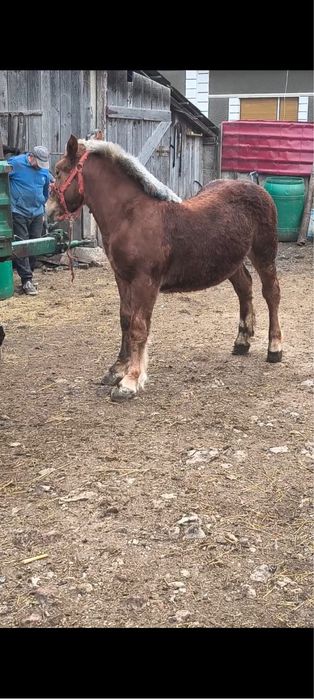 Vand manza de 7 luni