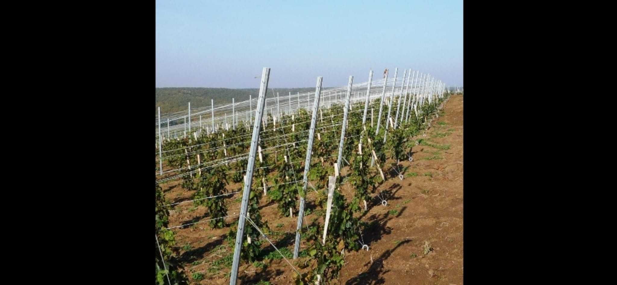 Nuci Chandler Paulownia Spalieri Stalpi salcam Pomi