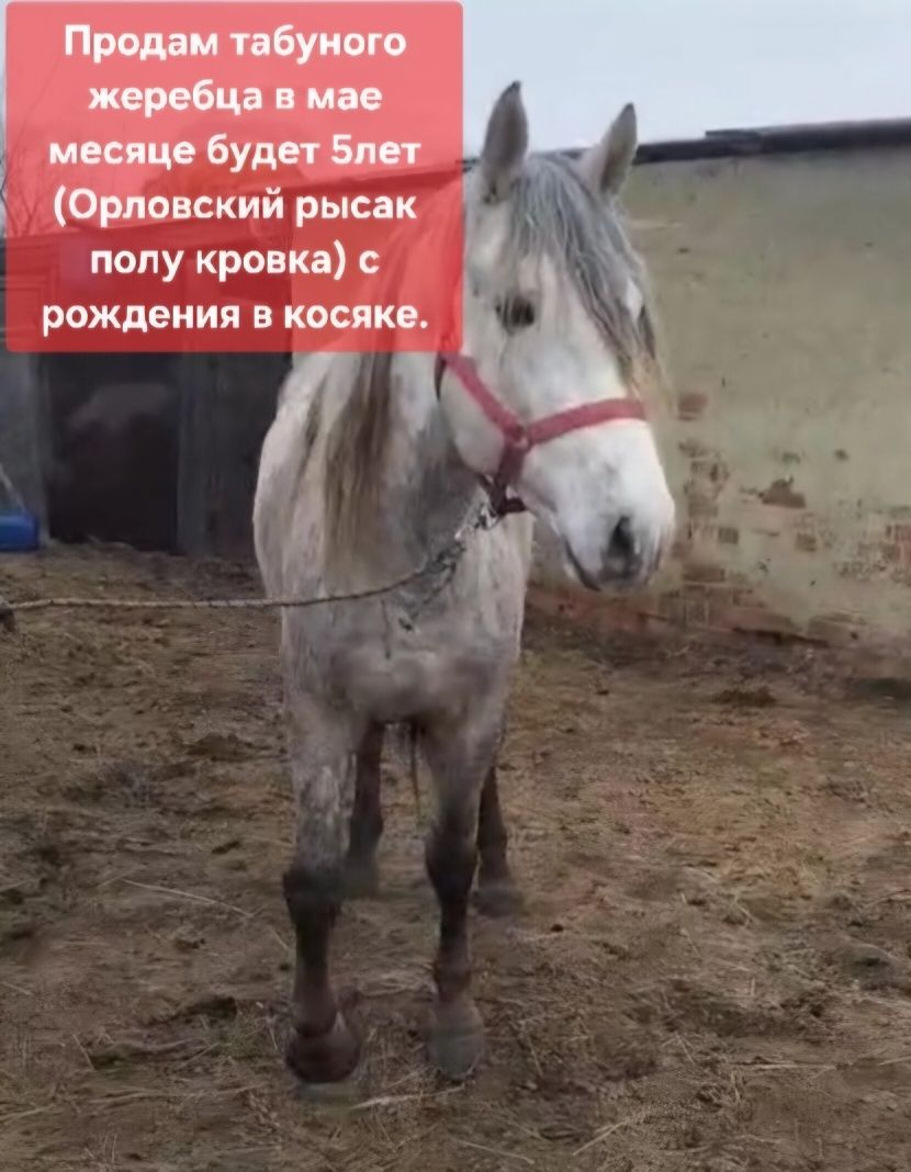 Продам табуного жеребца 5 лет
