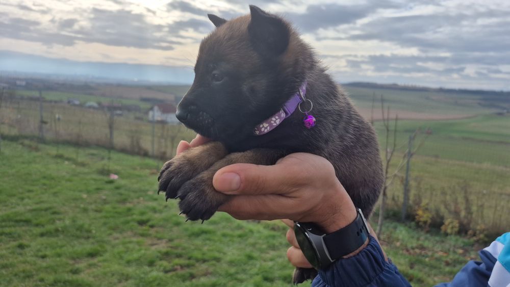 Femela ciobanesc belgian malinois pedigree