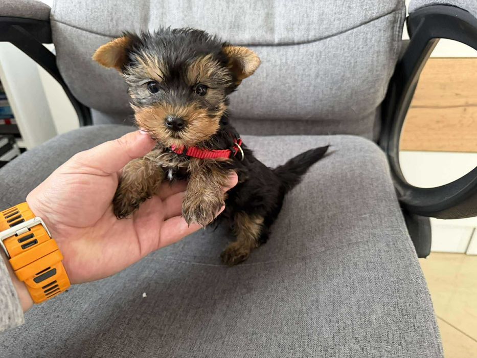 Мини Йоркширски териер, Момиченца момченца Актуално от 4.11.2025