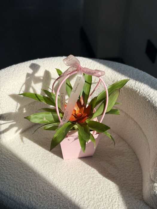 Комнатные растения в оформлении