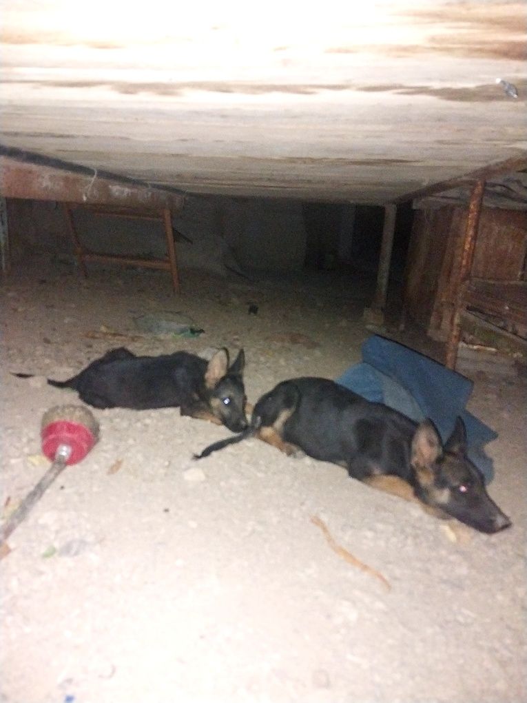 Toza zotli 1 ta urg'ochi 1 ta erkak