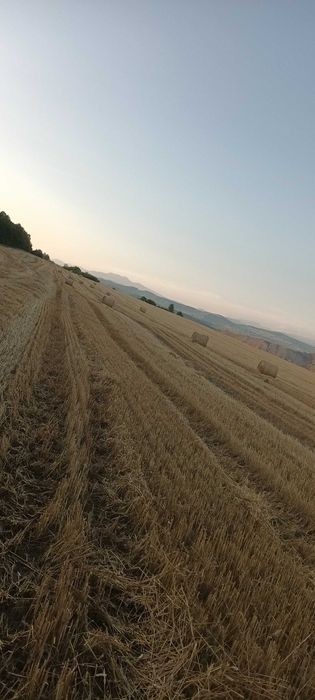 Vand baloți de paie