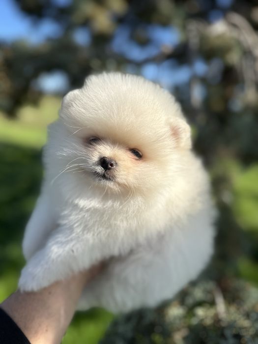 Мини Померан.