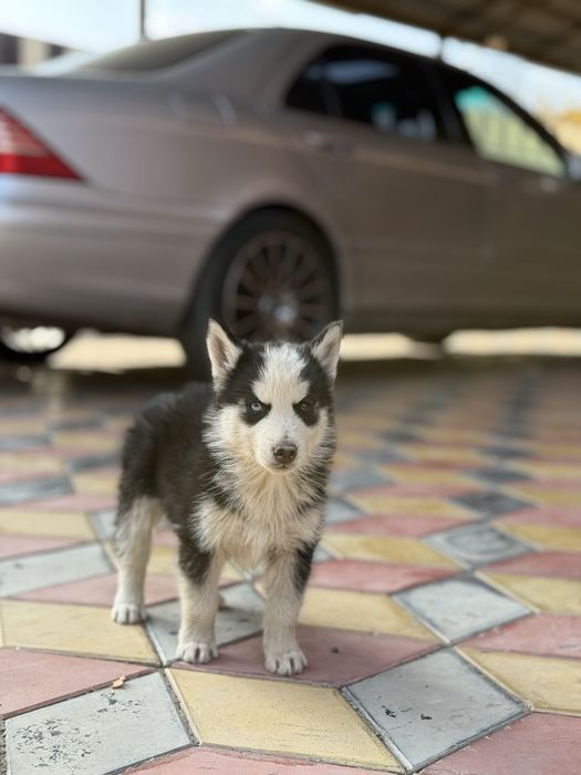 Щенок хаски чистокровный