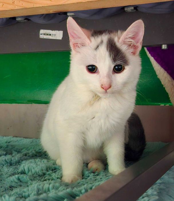 Adoptie pui de pisica alb