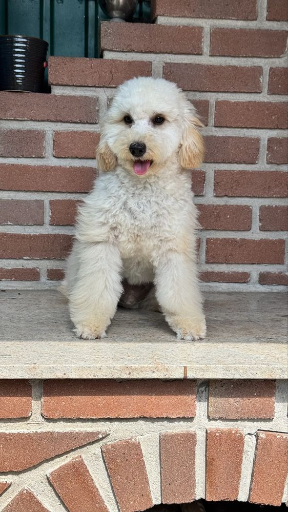 Poodle toy de vanzare