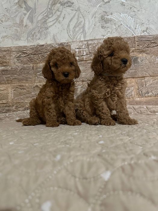 Продаются щенки пуделя