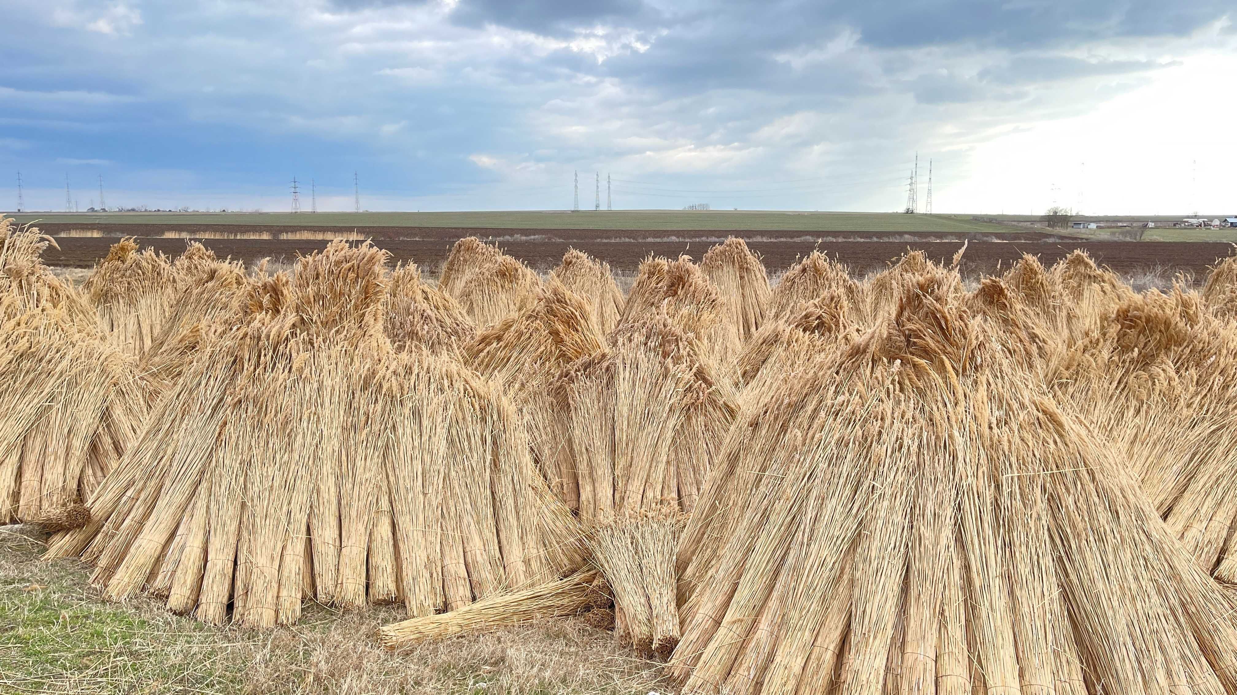 SNOPI STUF/ REED BUNDLES, Acoperis stuf, Umbrele stuf, FACTURA