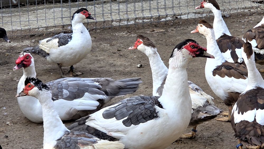 Rate lesesti (mute) cotofana. Diaponibile 2 culori