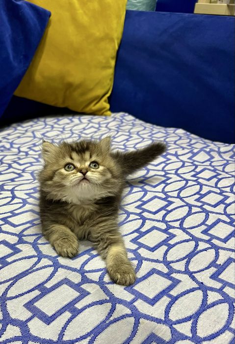 Шотланский Сеоттиш Страйт! Шиншилла золото!