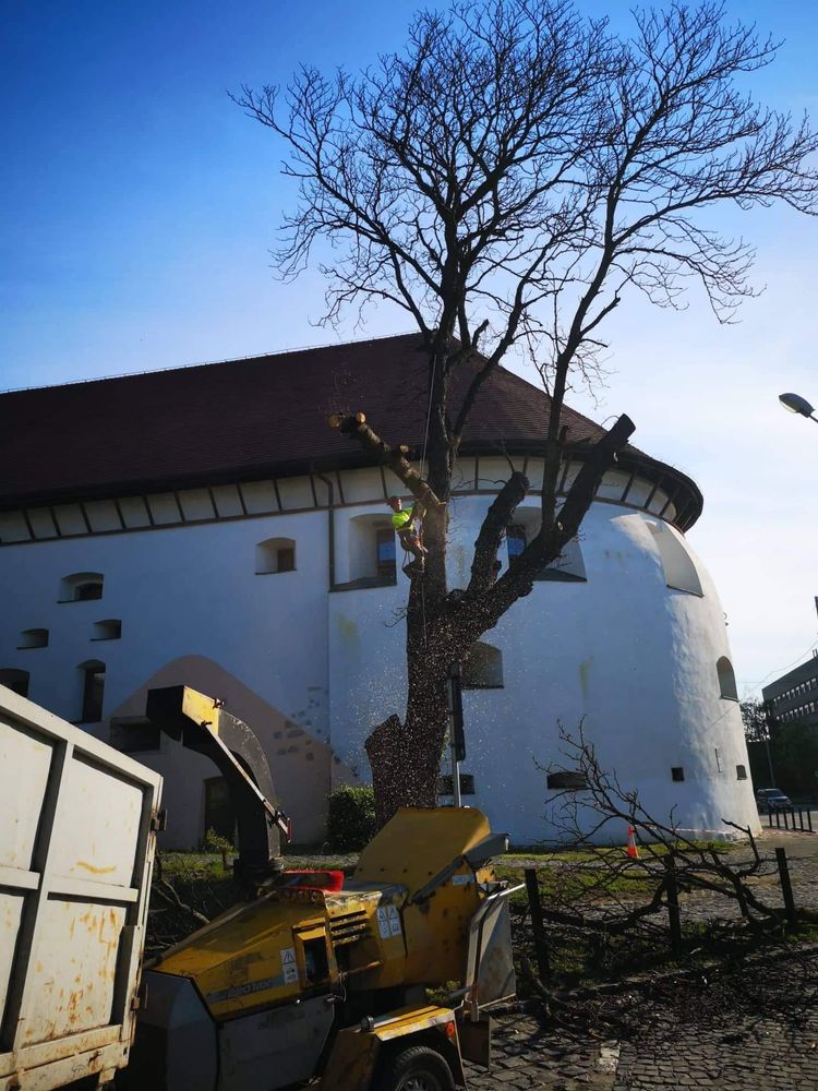 ARBORIST: Toaletari/Taieri/Doborât arobori(Copaci,Pomi)