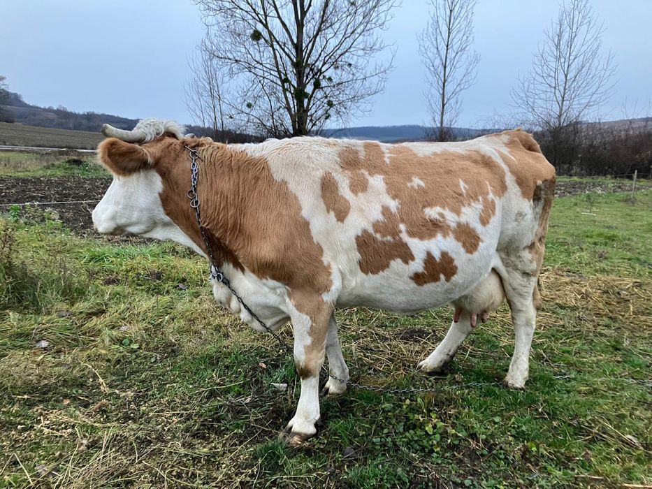 Vand vaca baltata romaneasca