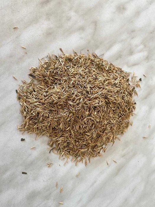 Житняк Карабалтовский 202