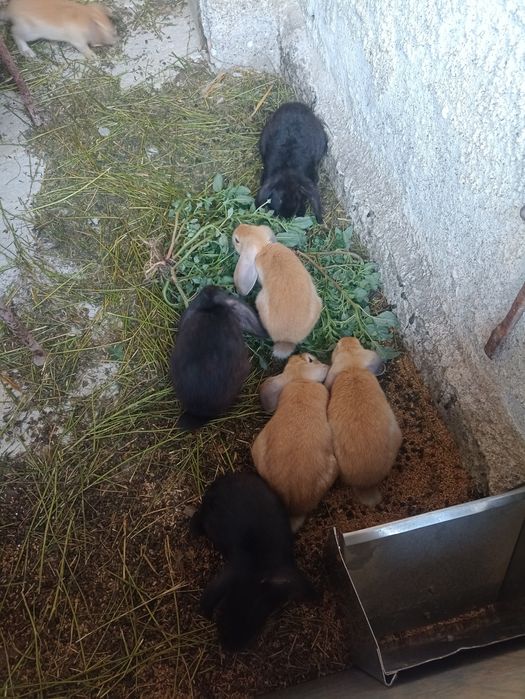 Berbec german galben și negru
