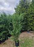 Plante  Decorative Lylandii Tuia Brazii