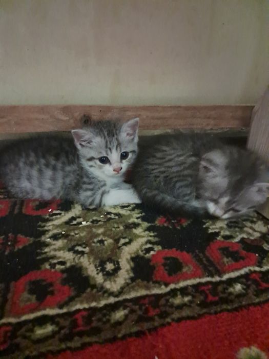 Мушукчалар сотилади 200минг